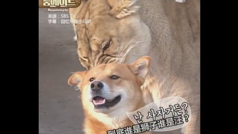 一只以为自己是狗的狮子,一只敢欺负狮子但害怕狗的熊,一只所向披靡的狗